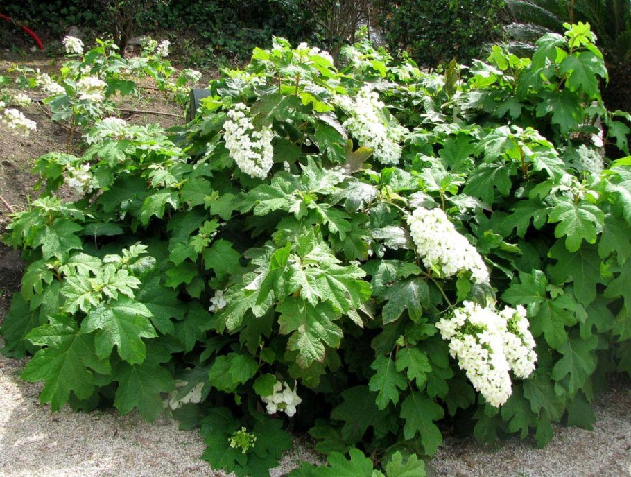 Гортензия дуболистная Burgundy