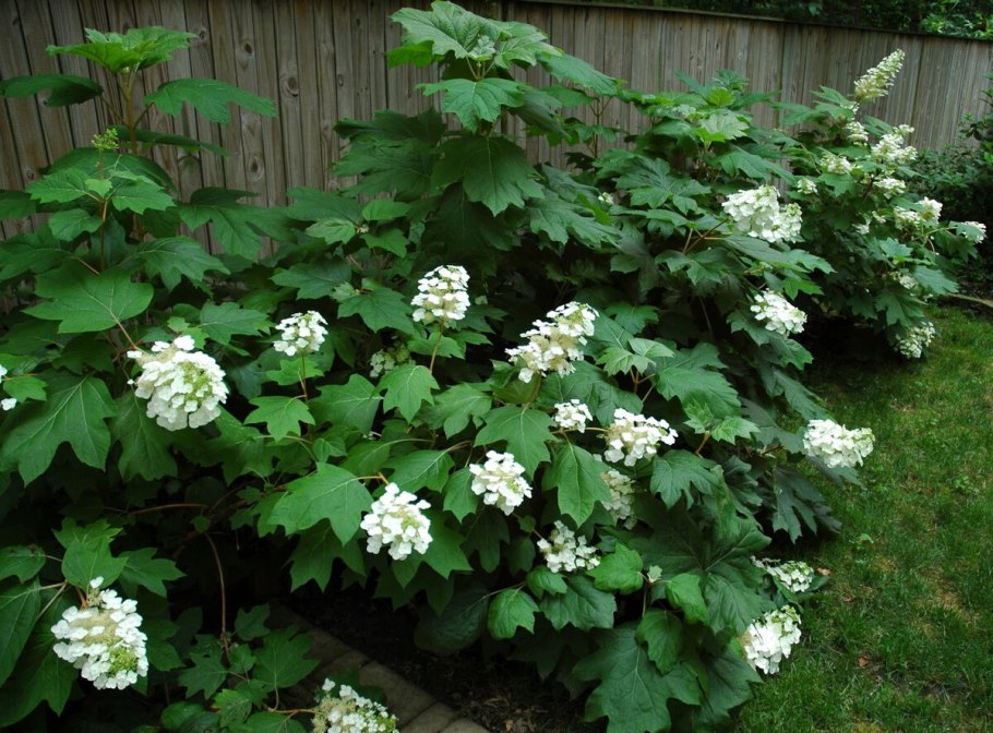 Гортензия дуболистная белоснежные купола