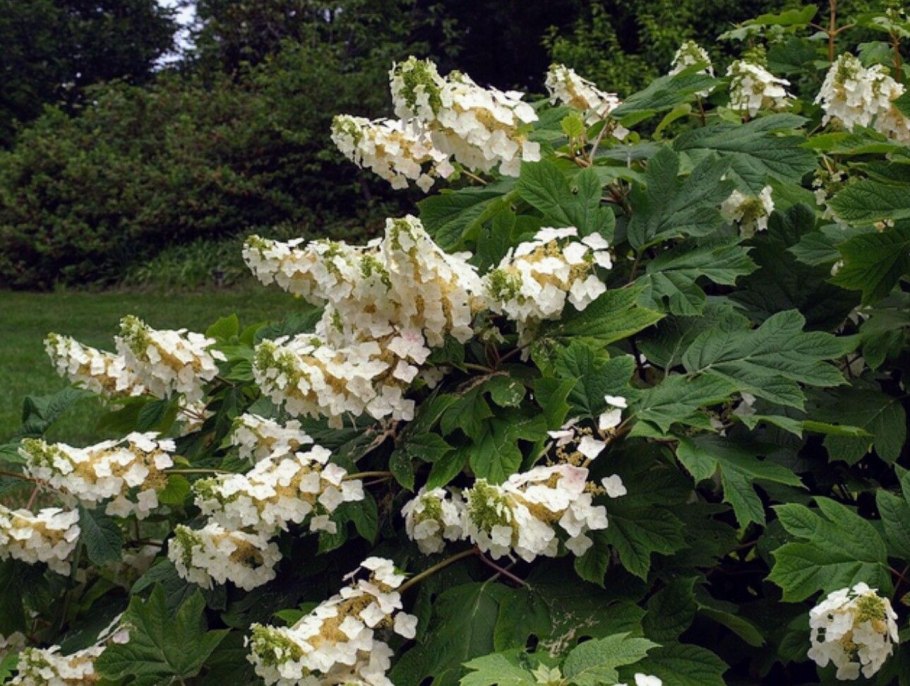 Калина краснолистная