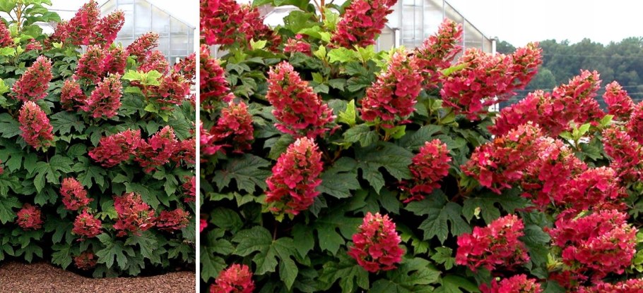 Гортензия дуболистная Сайкс Дварф