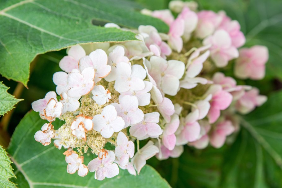 Гортензия дуболистная Hydrangea quercifolia Applause