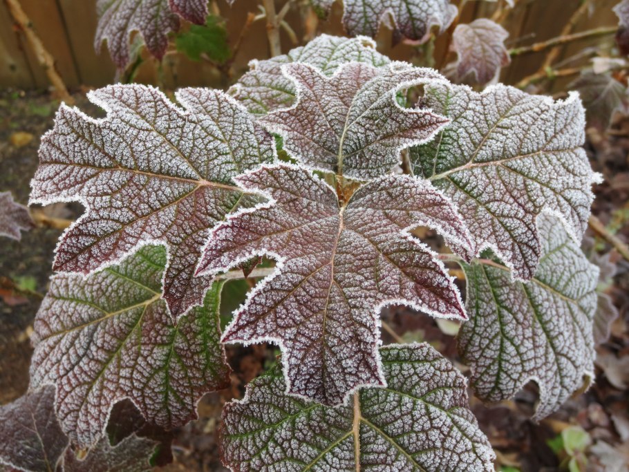 Гортензия дуболистная (Hydrangea quercifolia Snow giant