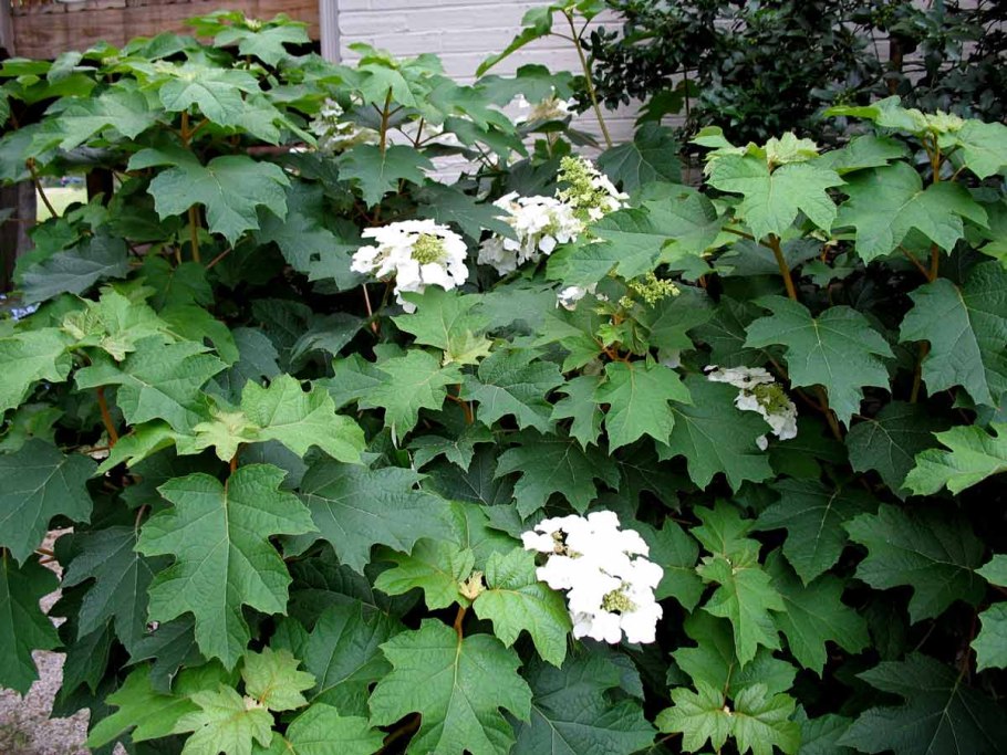 Гортензия дуболистная Ice Crystal