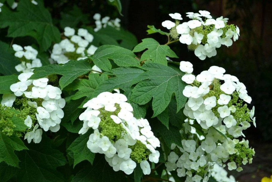 Гортензия дуболистная Гармония