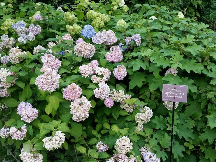Гортензия скайс дварф (дуболистная)