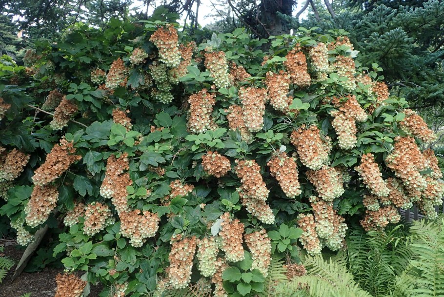 Гортензия дуболистная Гармония