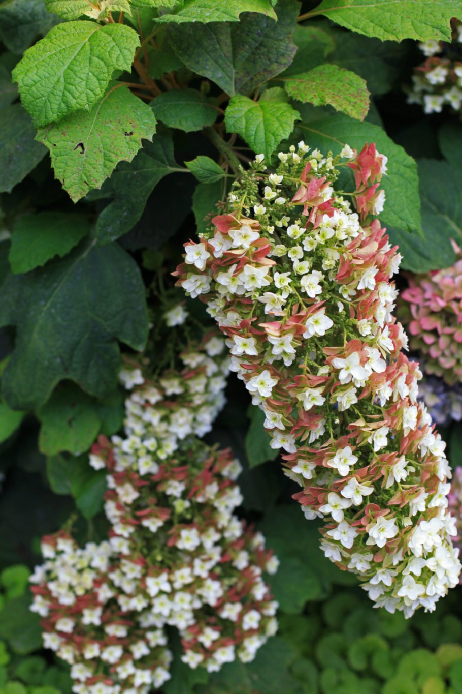 Гортензия дуболистная Сайкс Дварф