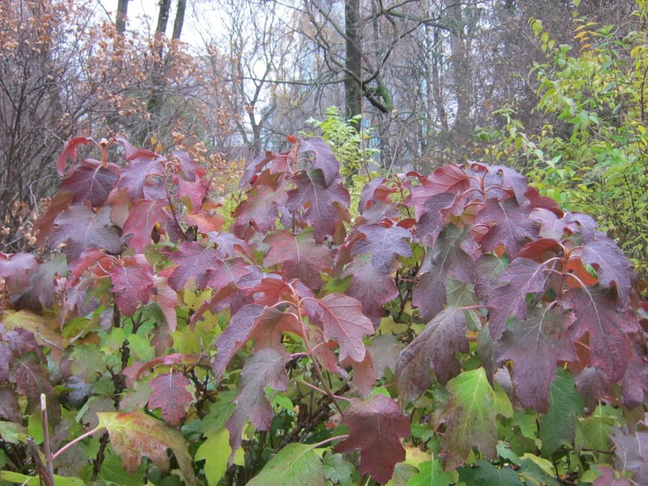 Гортензия дуболистная бургунди