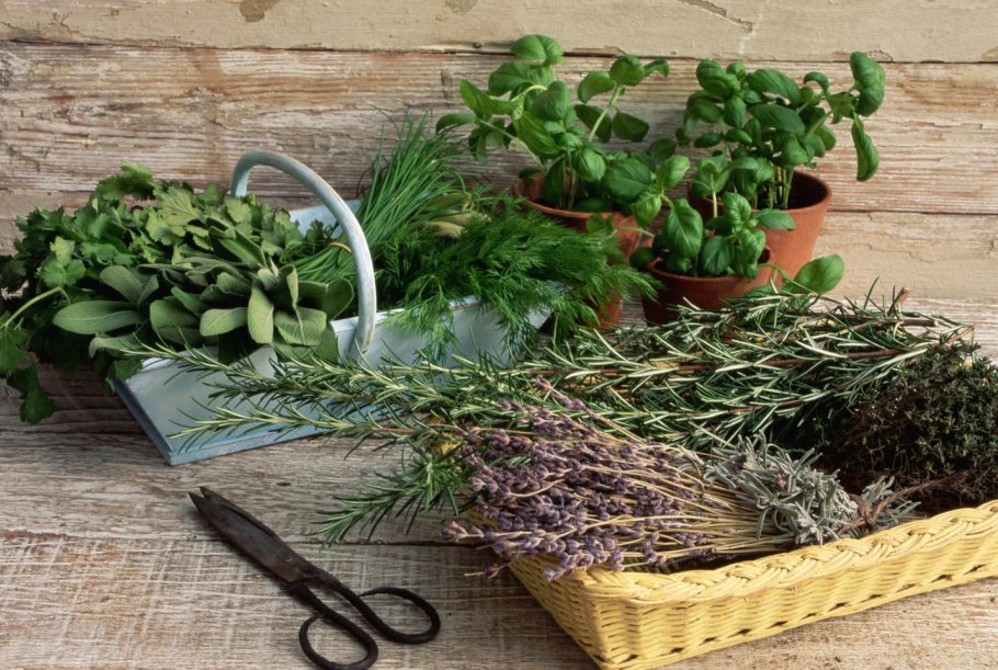 Травы петрушка розмарин укроп