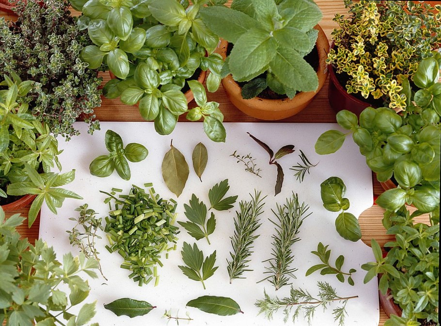 Розмарин эстрагон Любисток