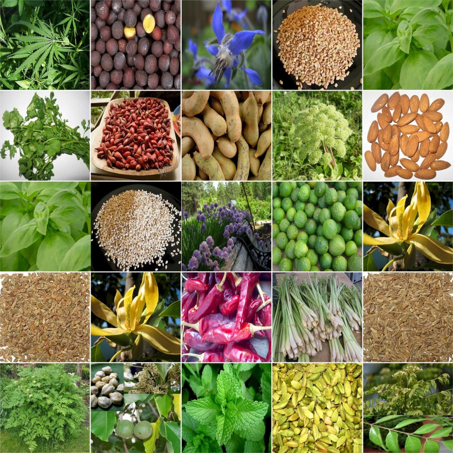 Розмарин и эстрагон приправа