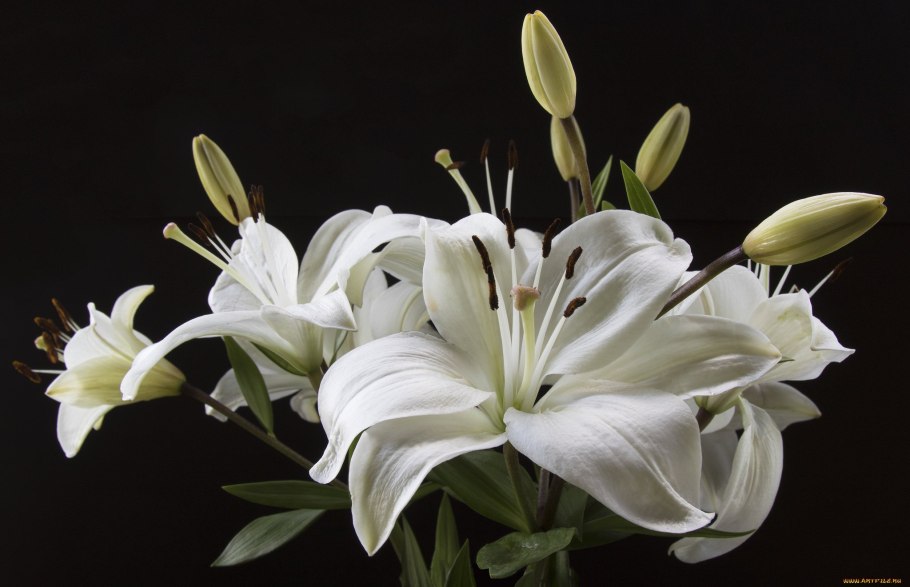 Цветение лилий