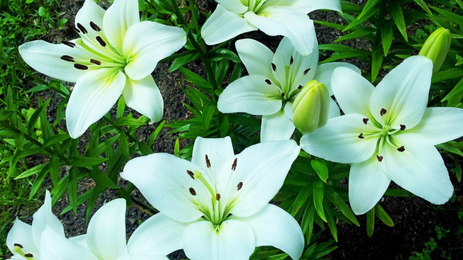 Лилия азиатская Нью Вейв