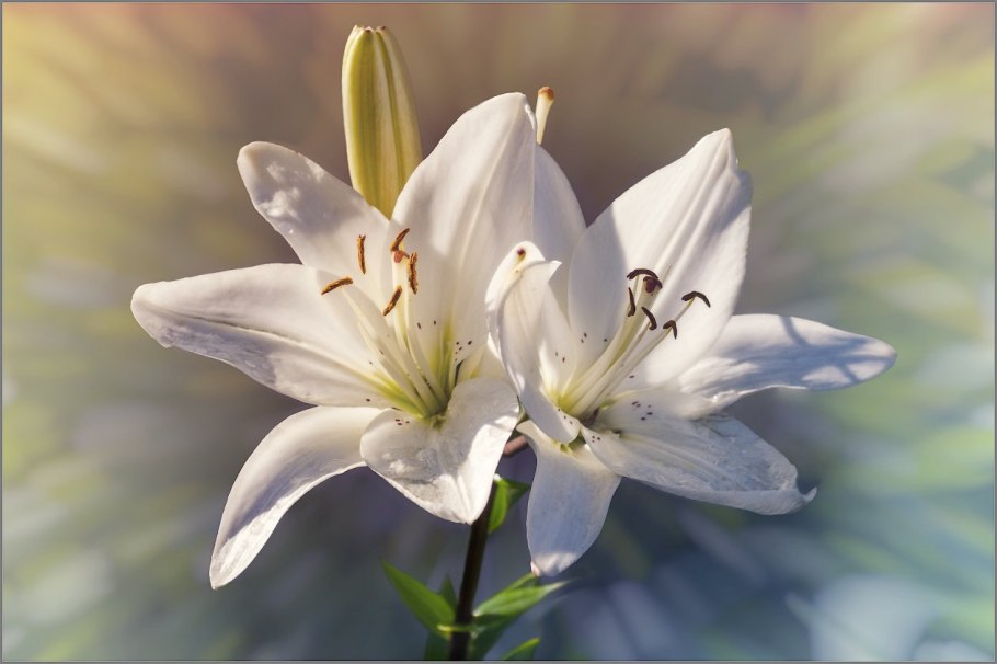 Лилия Captain Tricolor