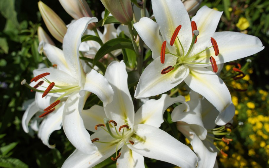 Лилия бакарди