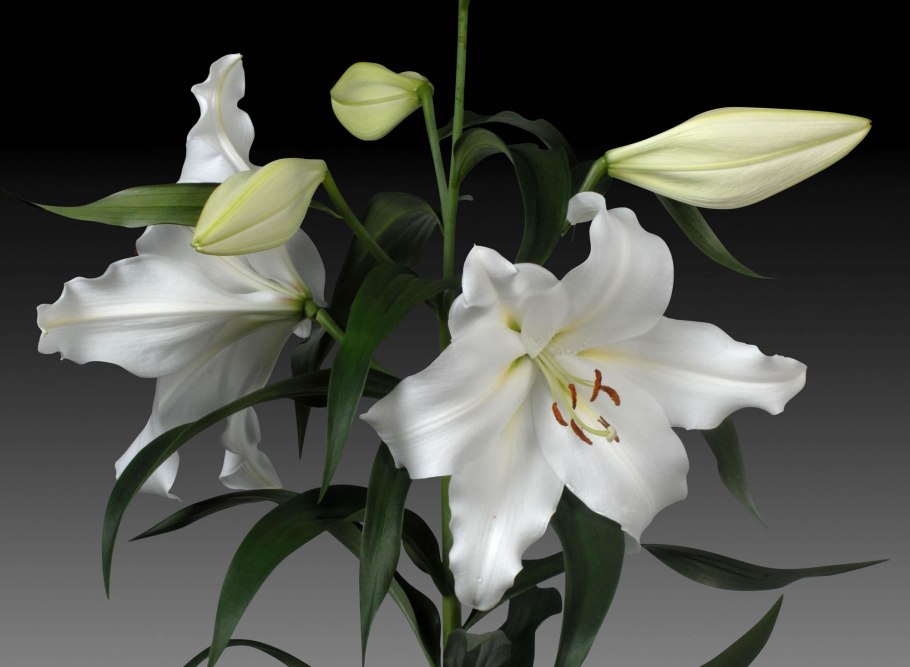 Лилия белоснежная