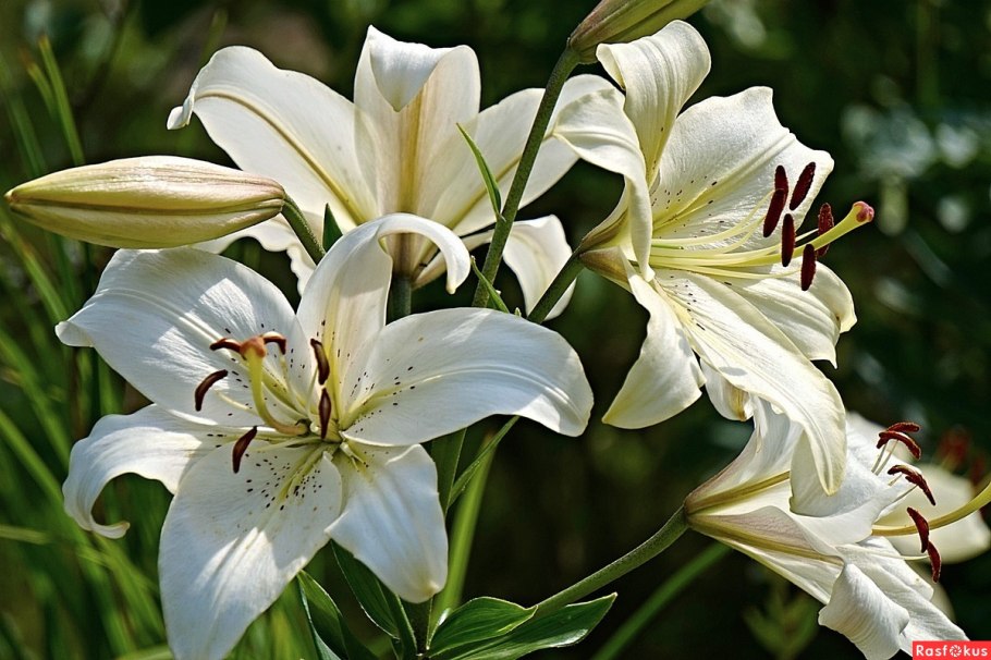 Белая лилия
