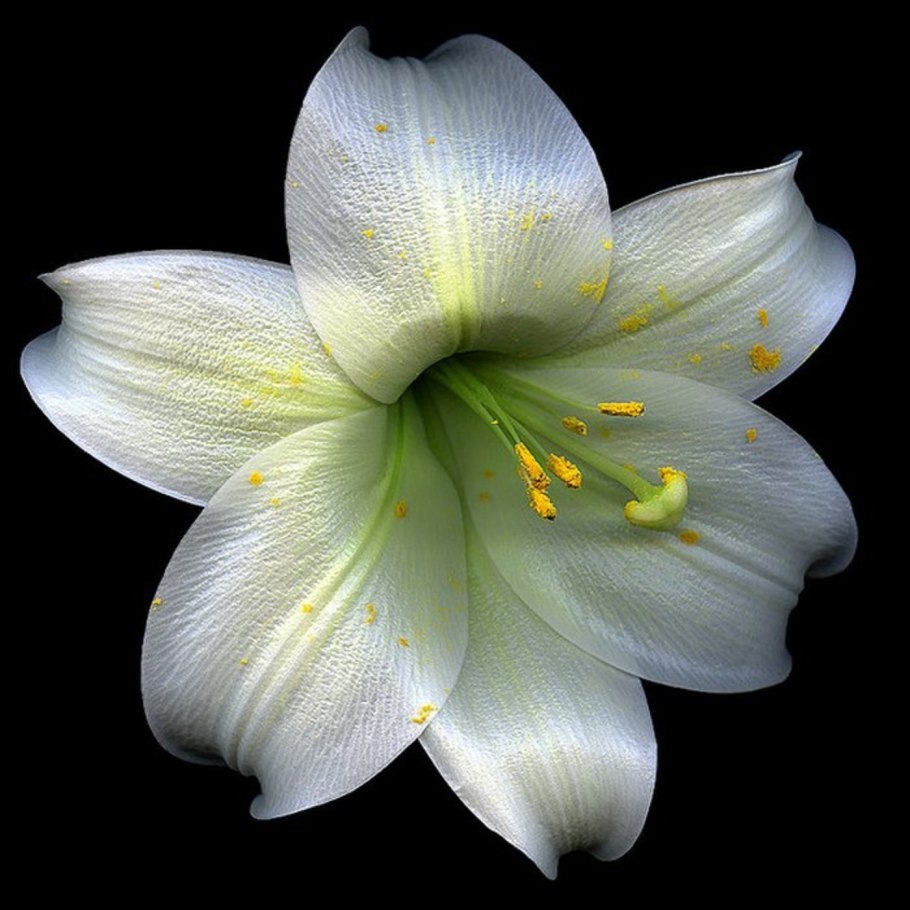 Лилия Королевская белая