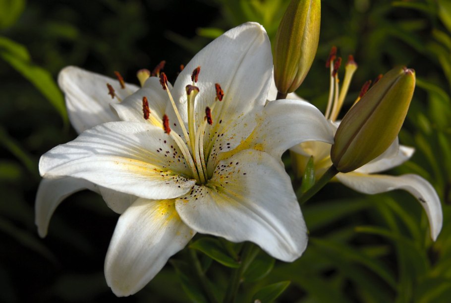 Лилия белоснежная-Lilium
