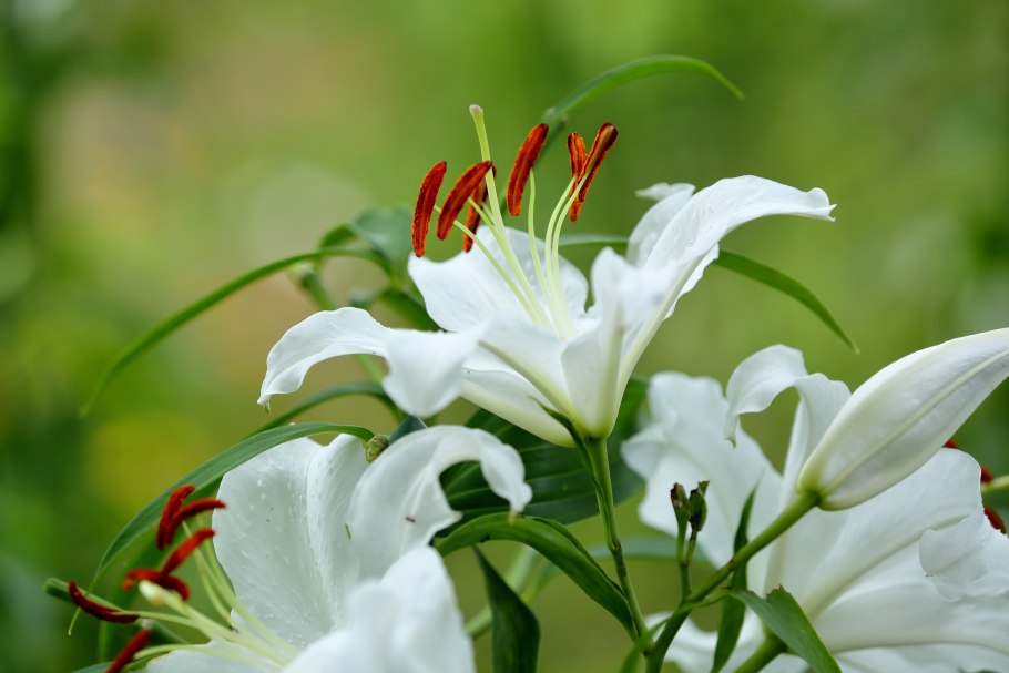 Лилия белоснежная, Lilija Belaja (Lilium candidum)