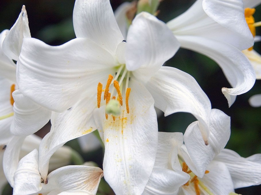 Лилия Полар Стар