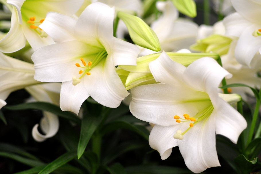 Лилия эмейзинг Грейс