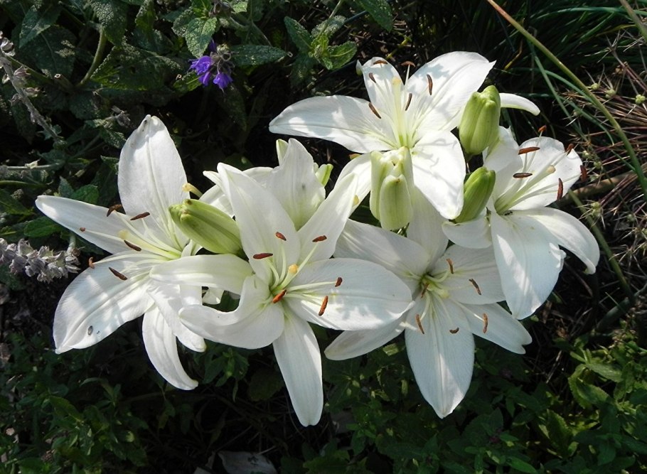 Лилия Болд игл