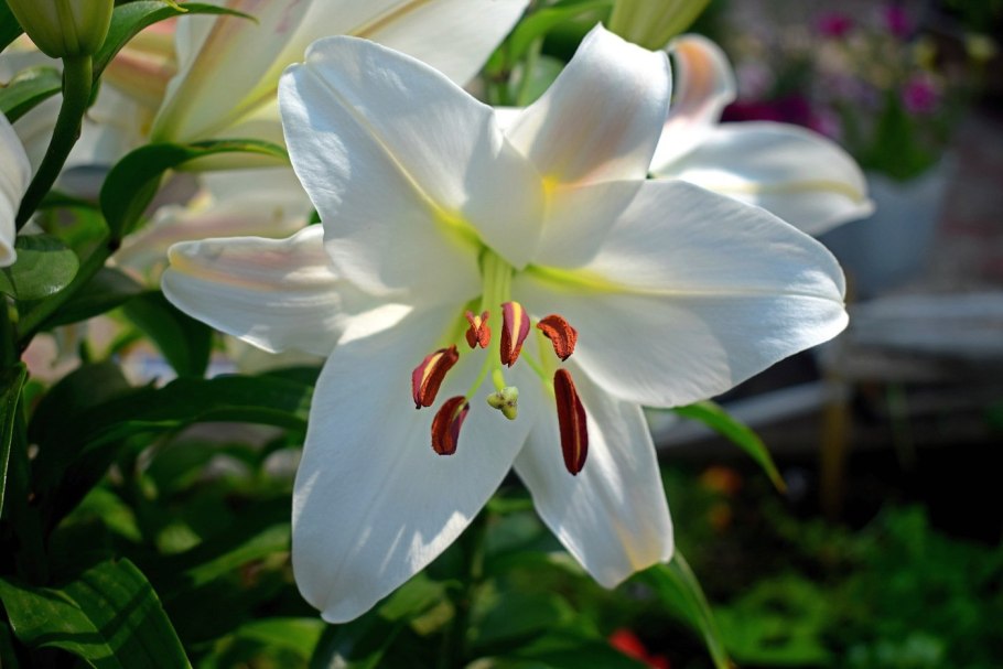 Лилия сноу морнинг