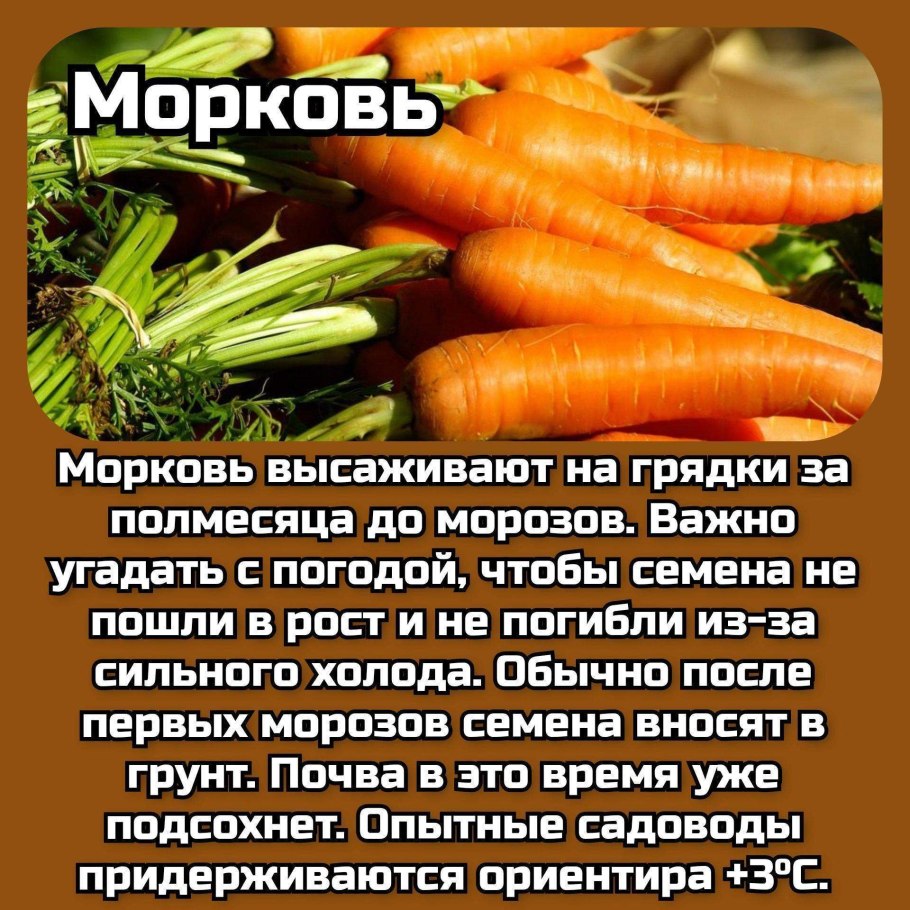 Соцветие лука репчатого