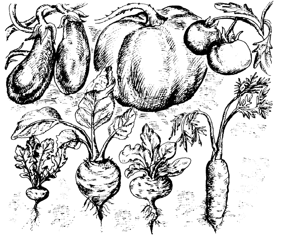 Проект о зелёном луке