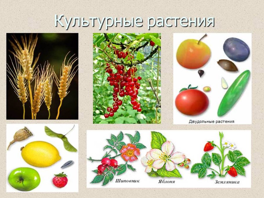 Некультурные растения