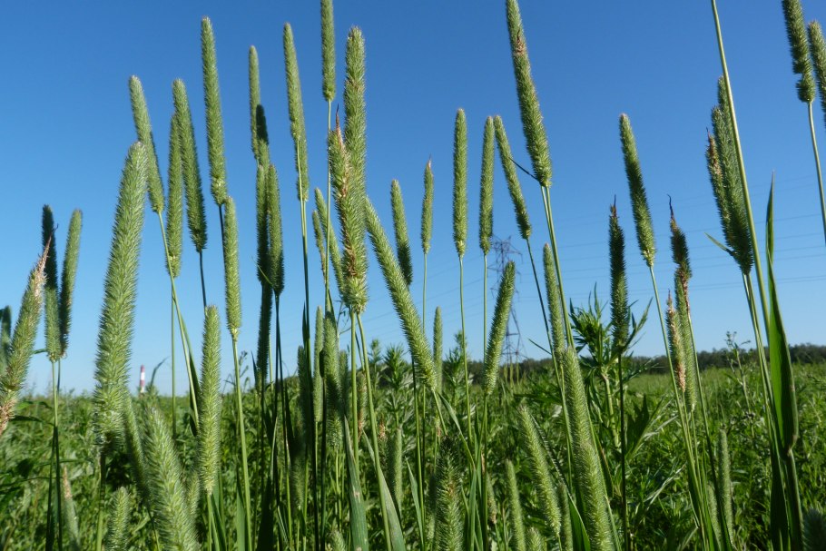 Луговые дикоросы желтые