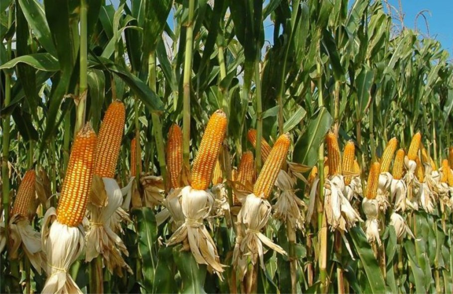 Корнеплоды моркови репы и свеклы