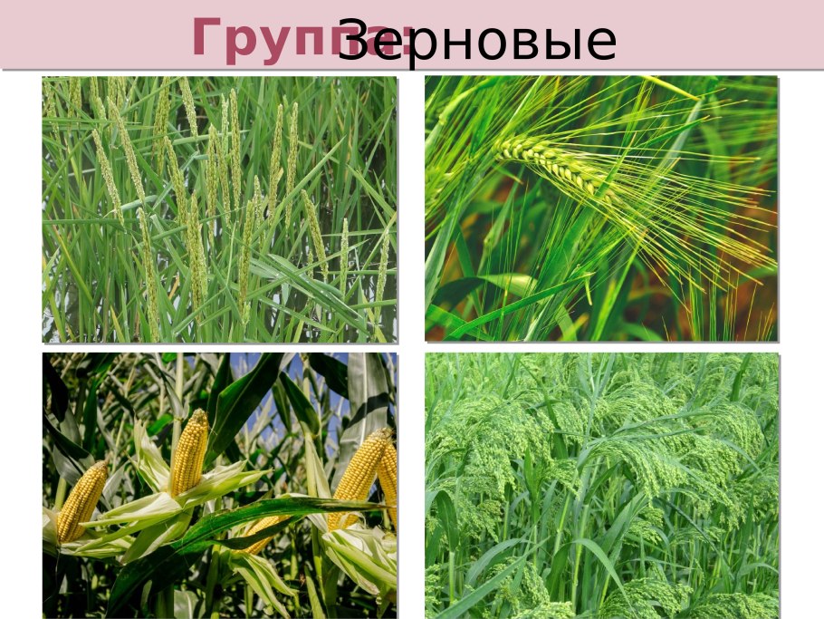 Дикорастущие и культурные растения