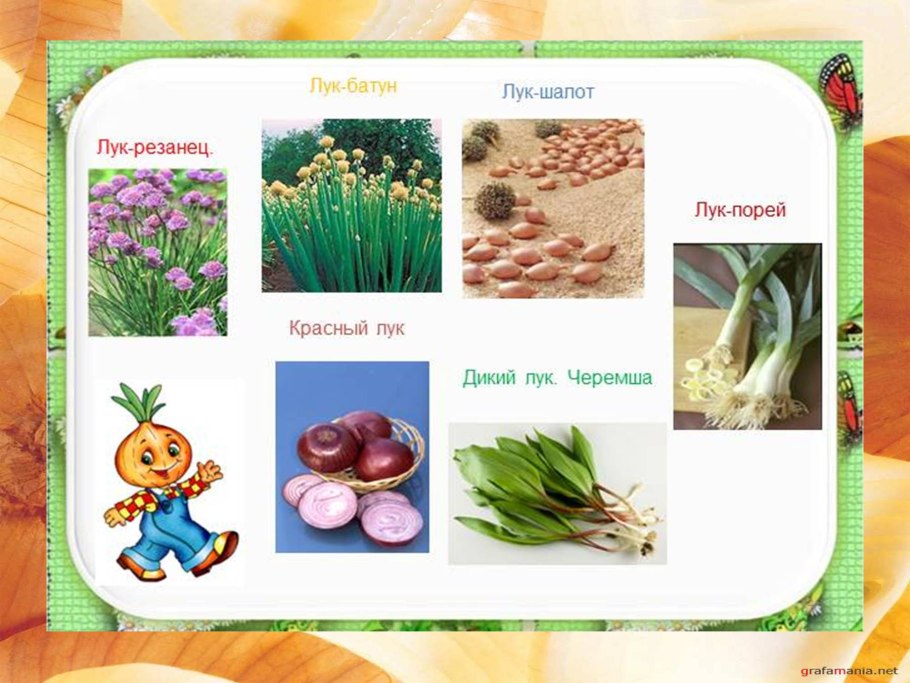 Растения которые человек сам не высаживает