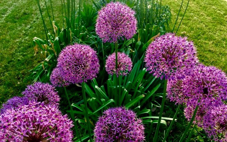 Лук огородный Allium oleraceum