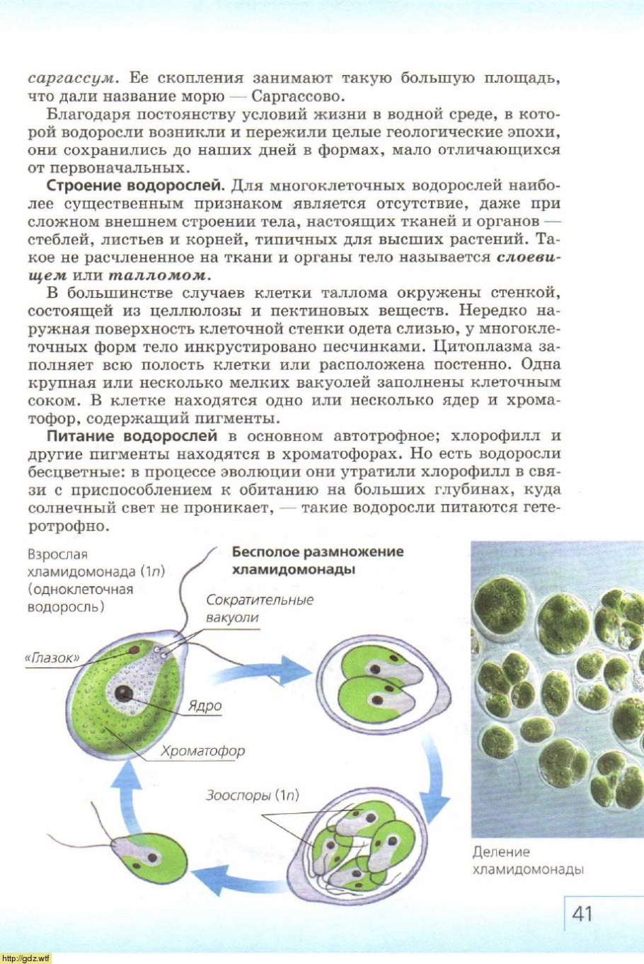 Одноклеточная водоросль клостериум