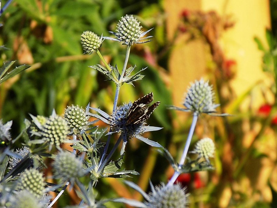 Синеголовник (Eryngium)