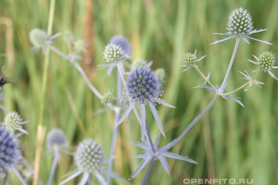 Синеголовка растение