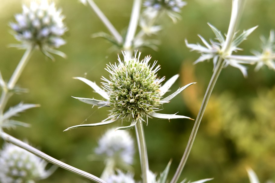 Синеголовник (Eryngium)