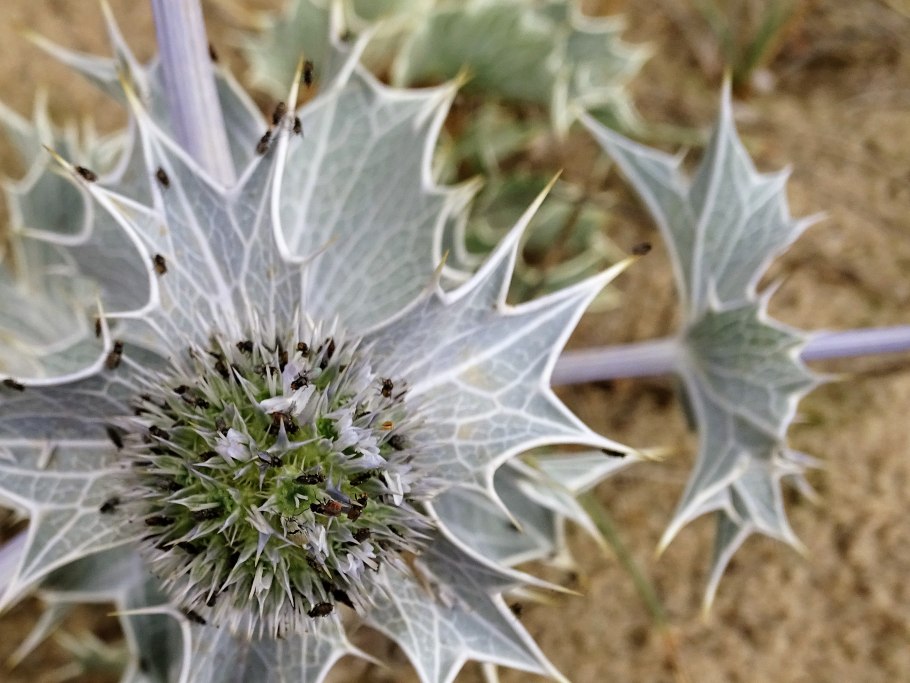 Растение синеголовник полевой