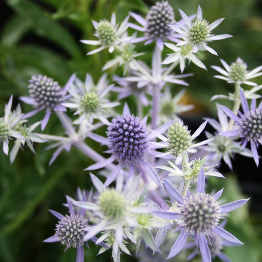 Синеголовник Eryngium big Blue
