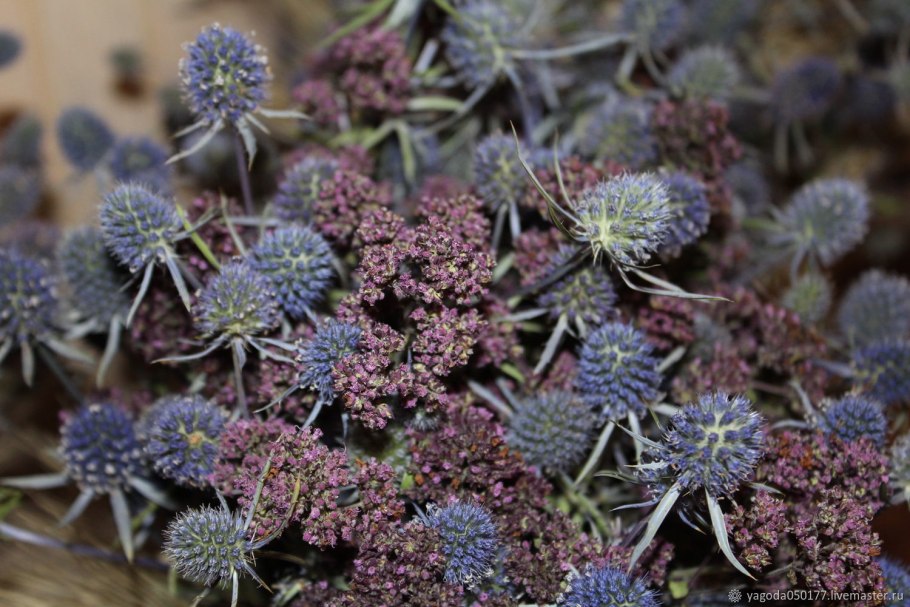 Синеголовник Планум