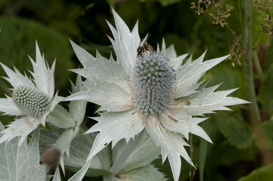 Синеголовник сухоцвет