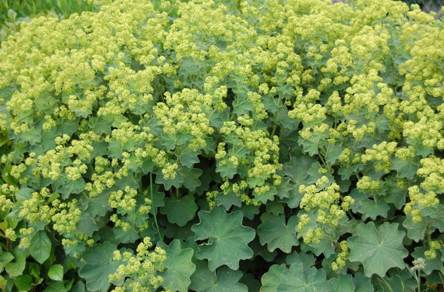Манжетка Alchemilla mollis