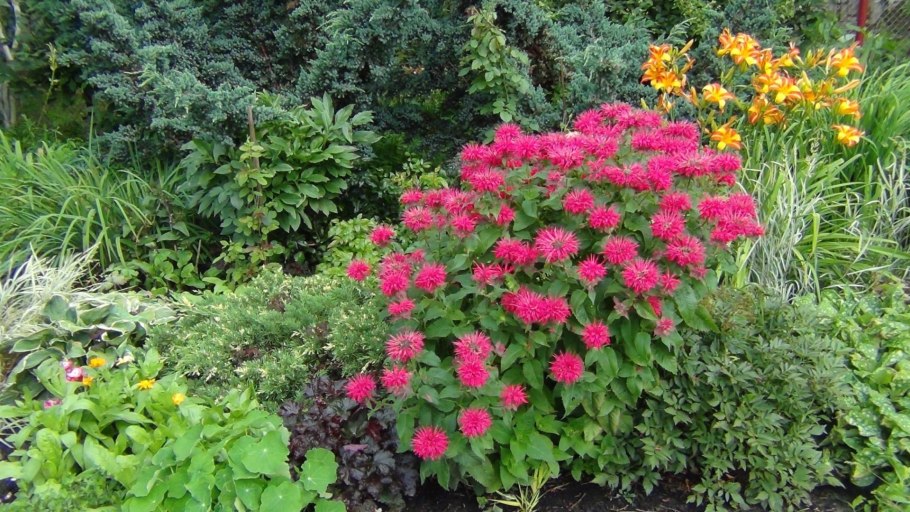 Монарда гибридная в клумбе