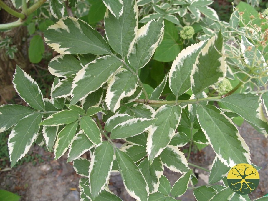 Бузина Альба Вариегата