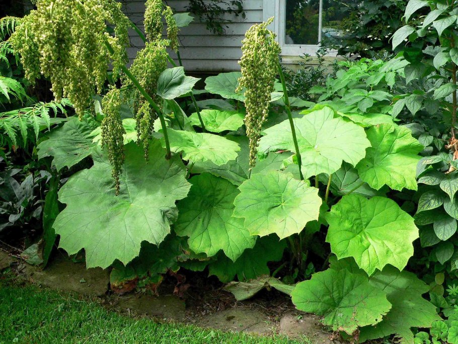 Астильбоидес пластинчатый (astilboides tabularis)