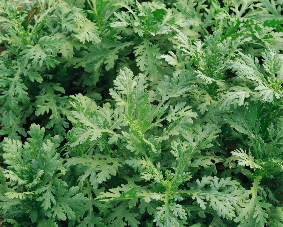 Овощная Хризантема Кикубари