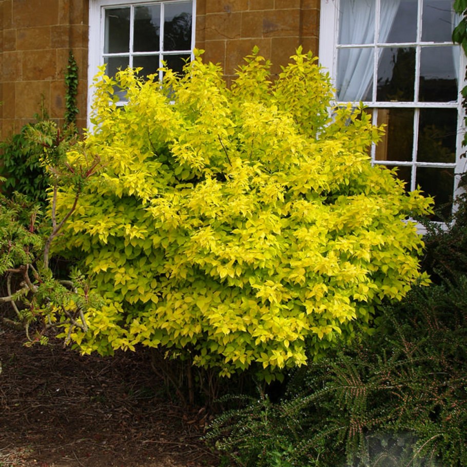 Жасмин венечный ауреус